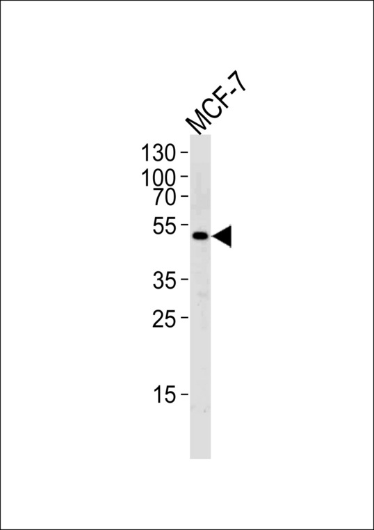 SOCS4 Antibody - Western blot of lysate from MCF-7 cell line,using SOCS4 Antibody. Antibody was diluted at 1:1000 at each lane. A goat anti-rabbit IgG H&L (HRP) at 1:5000 dilution was used as the secondary antibody.Lysate at 35ug per lane.