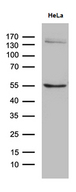 SOCS4 Antibody - Western blot analysis of extracts. (35ug) from HELA cell line by using anti-SOCS4 monoclonal antibody. (1:500)