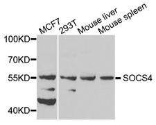 SOCS4 Antibody - Western blot analysis of extracts of various cells.