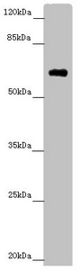 SOCS4 Antibody - Western blot All Lanes:SOCS4 antibody at 4.25 ug/ml + Mouse kidney tissue Secondary Goat polyclonal to rabbit IgG at 1/10000 dilution Predicted band size: 60 kDa Observed band size: 60 kDa