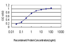 SOCS5 Antibody - Detection limit for recombinant GST tagged SOCS5 is approximately 0.03 ng/ml as a capture antibody.