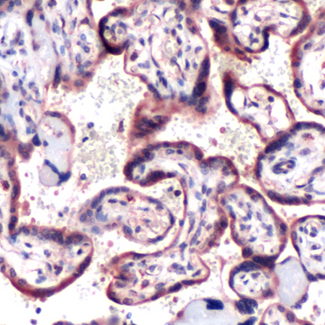 SOCS6 / SOCS-6 Antibody - Immunohistochemistry of Human Placenta stained with anti-SOCS-6 antibody