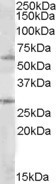 SOCS7 / SOCS-7 Antibody - Antibody (1 ug/ml) staining of Daudi lysate (35 ug protein in RIPA buffer). Primary incubation was 1 hour. Detected by chemiluminescence
