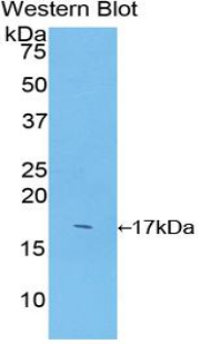 SOD1 / Cu-Zn SOD Antibody - Western blot of recombinant SOD1 / SOD.  This image was taken for the unconjugated form of this product. Other forms have not been tested.