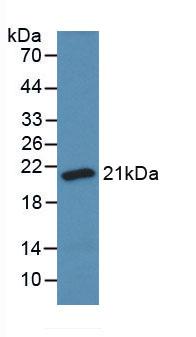 SOD1 / Cu-Zn SOD Antibody - Western Blot; Sample: Recombinant SOD1, Bovine.