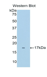 SOD1 / Cu-Zn SOD Antibody - Western blot of recombinant SOD1 / SOD.  This image was taken for the unconjugated form of this product. Other forms have not been tested.