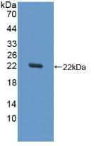 SOD1 / Cu-Zn SOD Antibody - Western Blot; Sample: Recombinant SOD1, Equine.