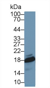 SOD1 / Cu-Zn SOD Antibody - Western Blot; Sample: Mouse Ovary lysate; Primary Ab: 1µg/ml Rabbit Anti-Mouse SOD1 Antibody Second Ab: 0.2µg/mL HRP-Linked Caprine Anti-Rabbit IgG Polyclonal Antibody