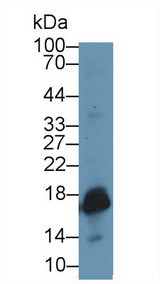 SOD1 / Cu-Zn SOD Antibody - Western Blot; Sample: Rat Uterus lysate; Primary Ab: 1µg/ml Rabbit Anti-Rat SOD1 Antibody Second Ab: 0.2µg/mL HRP-Linked Caprine Anti-Rabbit IgG Polyclonal Antibody