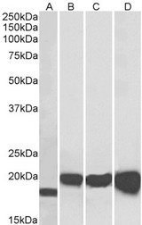 SOD1 / Cu-Zn SOD Antibody - Goat Anti-SOD1 Antibody (0.01µg/ml) staining of NIH3T3 (A), HEK293 (B), HepG2 (C) and MCF7 (D) lysates (35µg protein in RIPA buffer). Detected by chemiluminescencence.