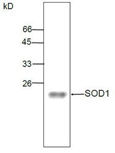 SOD1 / Cu-Zn SOD Antibody
