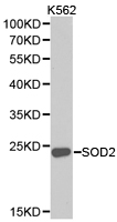 SOD2 / Mn SOD Antibody - Western blot of extracts of K562 cell lines, using SOD2 antibody.