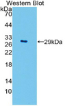 SOD3 Antibody - Western blot of recombinant SOD3.