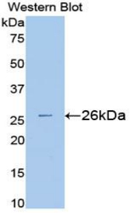 SOD3 Antibody - Western blot of recombinant SOD3.  This image was taken for the unconjugated form of this product. Other forms have not been tested.