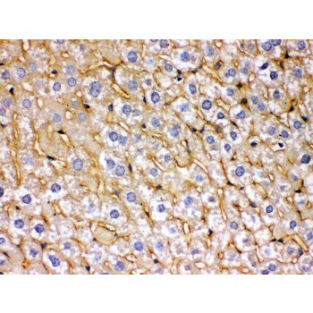 SOD3 Antibody - SOD3 antibody IHC-paraffin. IHC(P): Mouse Liver Tissue.