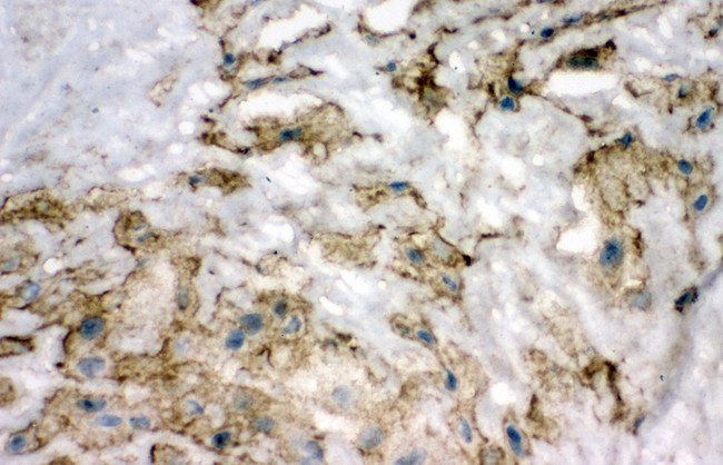 SOD3 Antibody - SOD3 antibody. IHC(F): Human Placenta Tissue.