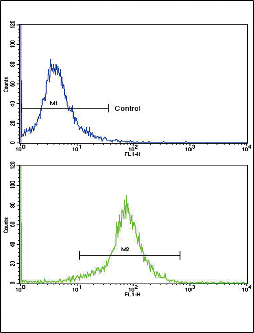 SOD3 Antibody - Flow cytometric of K562 cells using SOD3 Antibody (bottom histogram) compared to a negative control cell (top histogram). FITC-conjugated goat-anti-rabbit secondary antibodies were used for the analysis.