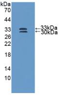 SOD3 Antibody - Western Blot; Sample: Recombinant SOD3, Human