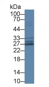 SOD3 Antibody - Western Blot; Sample: Human Lung lysate; Primary Ab: 1µg/ml Rabbit Anti-Human SOD3 Antibody Second Ab: 0.2µg/mL HRP-Linked Caprine Anti-Rabbit IgG Polyclonal Antibody (Catalog: SAA544Rb19