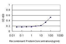 SOD3 Antibody - Detection limit for recombinant GST tagged SOD3 is approximately 10 ng/ml as a capture antibody.