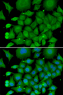 SOD3 Antibody - Immunofluorescence analysis of U20S cells.