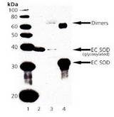 SOD3 Antibody - Lane 1: MW Marker, Lane 2: Rat Lung Tissue Extract, Lane 3: Mouse Lung Tissue Extract, Lane 4: Human EC SOD Protein.
