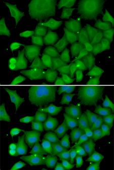SOD3 Antibody - Immunofluorescence analysis of U2OS cells using SOD3 antibody. Blue: DAPI for nuclear staining.