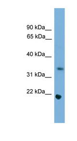 SOHLH1 Antibody - SOHLH1 antibody Western blot of NIH/3T3 cell lysate. This image was taken for the unconjugated form of this product. Other forms have not been tested.