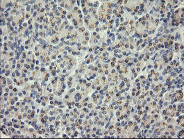 SOLO / SESTD1 Antibody - IHC of paraffin-embedded Human pancreas tissue using anti-SESTD1 mouse monoclonal antibody.