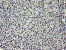 SOLO / SESTD1 Antibody - IHC of paraffin-embedded Human pancreas tissue using anti-SESTD1 mouse monoclonal antibody.