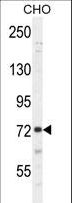 SORBS1 / Ponsin Antibody - SORBS1 Antibody western blot of CHO cell line lysates (35 ug/lane). The SORBS1 antibody detected the SORBS1 protein (arrow).