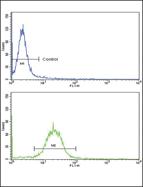 SORBS2 / ARGBP2 Antibody - Flow cytometric of MDA-231 cells using ARGBP2 Antibody (bottom histogram) compared to a negative control cell (top histogram). FITC-conjugated goat-anti-rabbit secondary antibodies were used for the analysis.