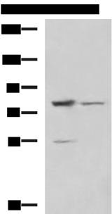 SORBS2 / ARGBP2 Antibody - Western blot analysis of LO2 and 231 cell lysates  using SORBS2 Polyclonal Antibody at dilution of 1:800