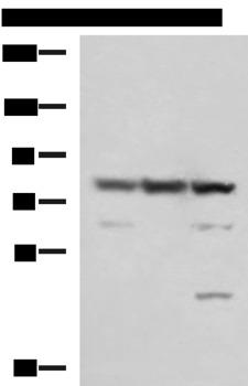 SORBS2 / ARGBP2 Antibody - Western blot analysis of 231 A549 and LO2 cell lysates  using SORBS2 Polyclonal Antibody at dilution of 1:1350