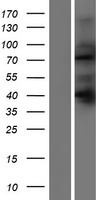 SORBS2 / ARGBP2 Protein - Western validation with an anti-DDK antibody * L: Control HEK293 lysate R: Over-expression lysate