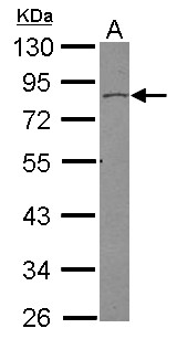 SORBS3 / Vinexin Antibody - Sample (30 ug of whole cell lysate) A: HepG2 10% SDS PAGE SORBS3 antibody diluted at 1:500