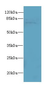 SORBS3 / Vinexin Antibody - Western blot. All lanes: SORBS3 antibody at 8 ug/ml+ HepG-2 whole cell lysate Goat polyclonal to rabbit at 1:10000 dilution. Predicted band size: 75 kDa. Observed band size: 75 kDa.