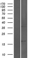 SORCS2 Protein - Western validation with an anti-DDK antibody * L: Control HEK293 lysate R: Over-expression lysate