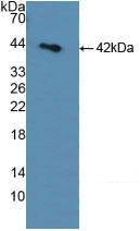 SORD / Sorbitol Dehydrogenase Antibody - Western Blot; Sample: Recombinant SDH, Rat.