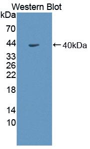 SORD / Sorbitol Dehydrogenase Antibody - Western blot of SORD / Sorbitol Dehydrogenase antibody.