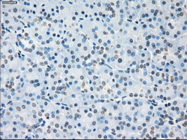 SORD / Sorbitol Dehydrogenase Antibody - IHC of paraffin-embedded pancreas tissue using anti-SORD mouse monoclonal antibody. (Dilution 1:50).