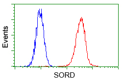 SORD / Sorbitol Dehydrogenase Antibody - Flow cytometry of HeLa cells, using anti-SORD antibody, (Red) compared to a nonspecific negative control antibody (Blue).