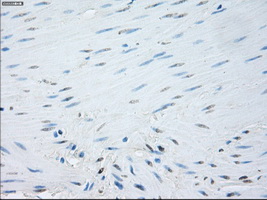SORD / Sorbitol Dehydrogenase Antibody - Immunohistochemical staining of paraffin-embedded colon tissue using anti-SORD mouse monoclonal antibody. (Dilution 1:50).