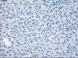 SORD / Sorbitol Dehydrogenase Antibody - Immunohistochemical staining of paraffin-embedded pancreas tissue using anti-SORD mouse monoclonal antibody. (Dilution 1:50).