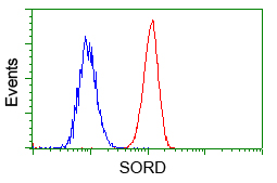 SORD / Sorbitol Dehydrogenase Antibody - Flow cytometry of HeLa cells, using anti-SORD antibody, (Red) compared to a nonspecific negative control antibody (Blue).