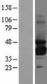SORD / Sorbitol Dehydrogenase Protein - Western validation with an anti-DDK antibody * L: Control HEK293 lysate R: Over-expression lysate