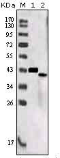 SORL1 Antibody - Western blot using SORL1 mouse monoclonal antibody against truncated SORL1 recombinant protein (1) and SORL1 (aa2159-2214)-hIgGFc transfected CHO-K1 cell lysate (2).