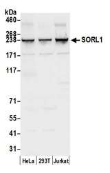 SORL1 Antibody - Detection of human SORL1 by western blot. Samples: Whole cell lysate (50 µg) from HeLa, HEK293T, and Jurkat cells prepared using NETN lysis buffer. Antibody: Affinity purified rabbit anti-SORL1 antibody used for WB at 0.1 µg/ml. Detection: Chemiluminescence with an exposure time of 3 seconds.