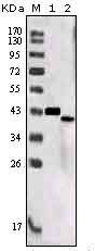 SORL1 Antibody - SORL1 Antibody in Western Blot (WB)