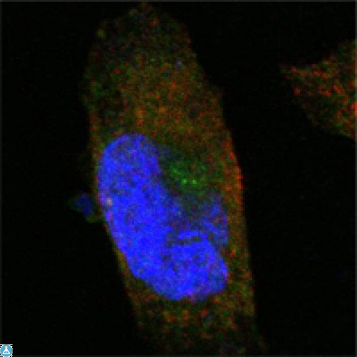 SORL1 Antibody - Confocal Immunofluorescence (IF) analysis of PANC-1 cells using SorLA Monoclonal Antibody (green). Red: Actin filaments have been labeled with Alexa Fluor-555 phalloidin. Blue: DRAQ5 fluorescent DNA dye.